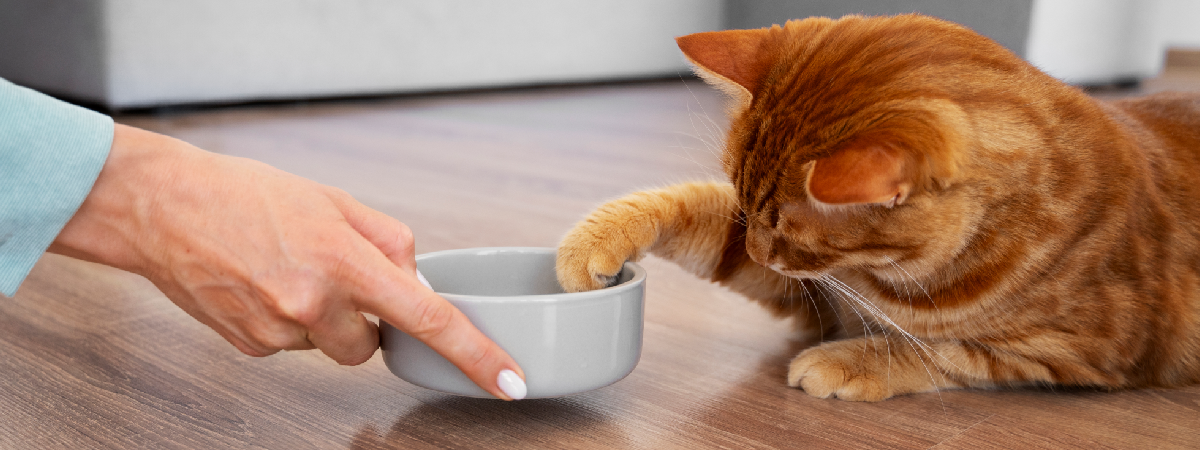 Gato comiendo de un comedero amplio que evita el roce de sus bigotes con los bordes.